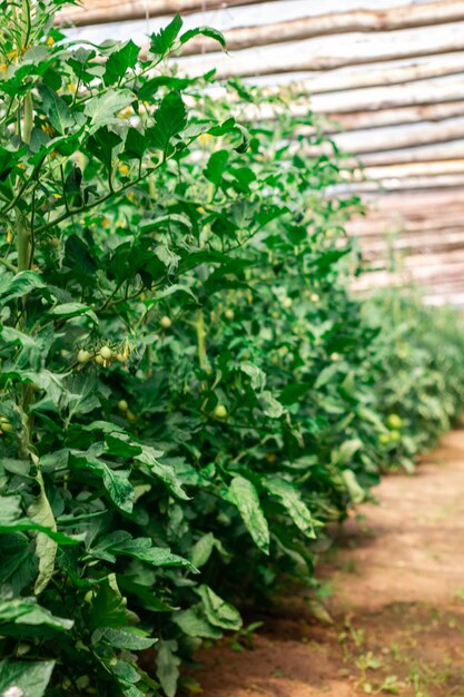 Cultiver des tomates en serre Agriculture biologique