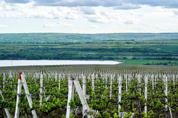 Cultiver des vignobles en Moldavie