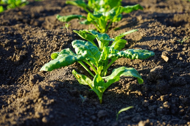 Culture alimentaire biologique naturelle poussant dans un sol de terre noire riche en gros plan. Plantes agricoles.