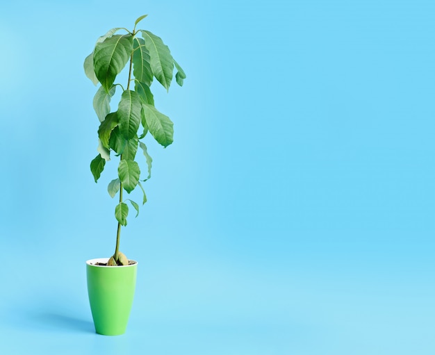 Photo culture d'avocat à partir d'une graine cultivée au concept de jardin domestique.