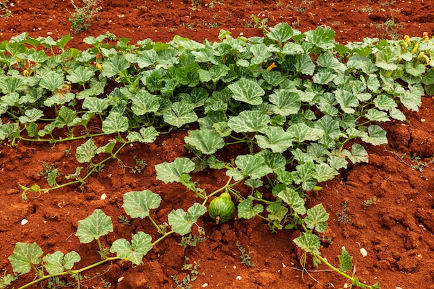 Culture biologique de courgettes