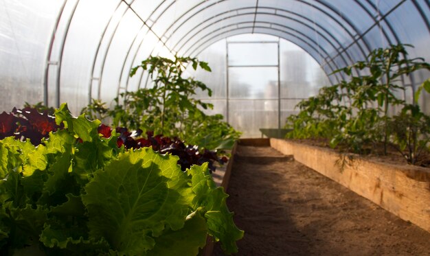 Culture biologique de laitue, légumes en serre sans engrais chimiques