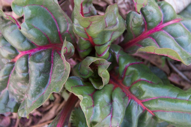 Culture biologique d'une variété de blettes en automne