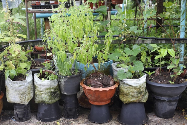 Photo culture biologique véritable potager familial en thaïlande