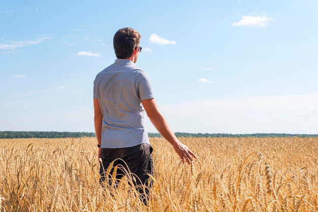 Culture de céréales Beau paysage rural avec des plantes jaunes et un ciel bleu Blé dans le champ russe un agriculteur vérifie la maturité des épis de blé agriculteur