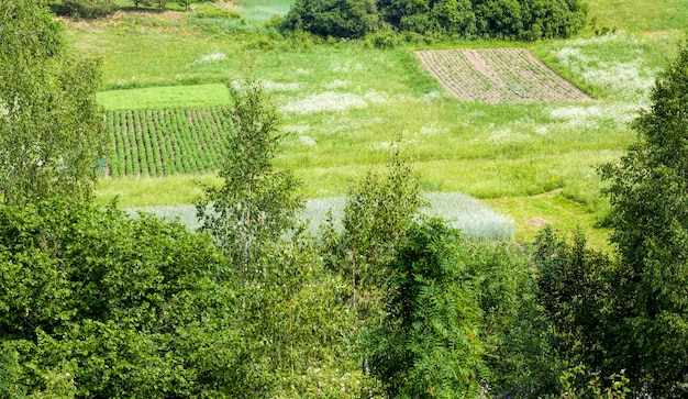 culture de céréales