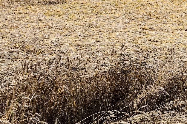 culture de céréales