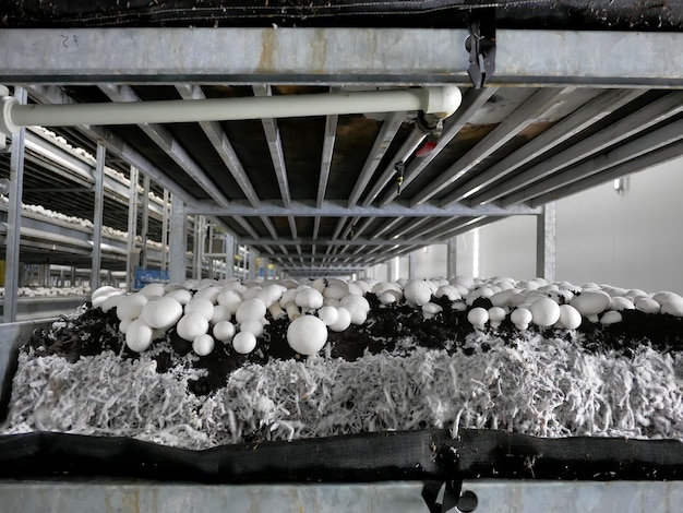 Culture de champignons à l'échelle industrielle