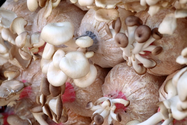 culture de champignons en ferme