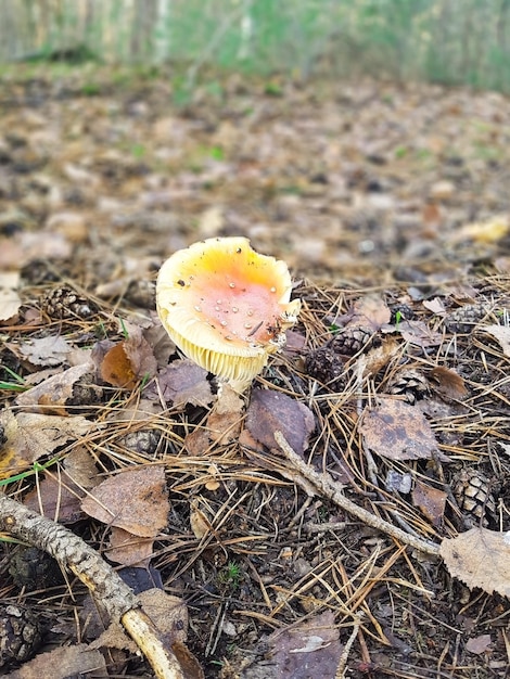 Culture de champignons