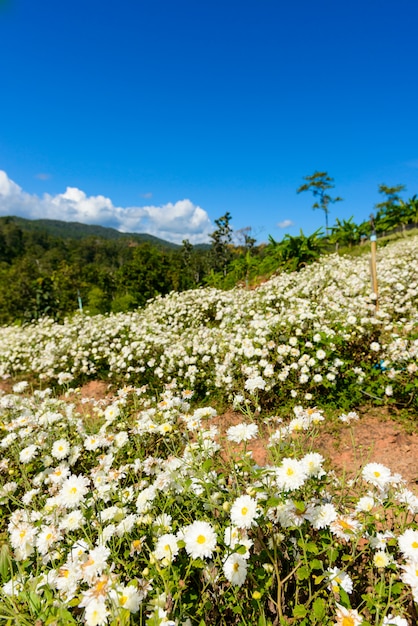 Culture de chrysanthèmes produisant de l’eau avec du thé de chrysanthèmes à Chiang Mai, en Thaïlande.