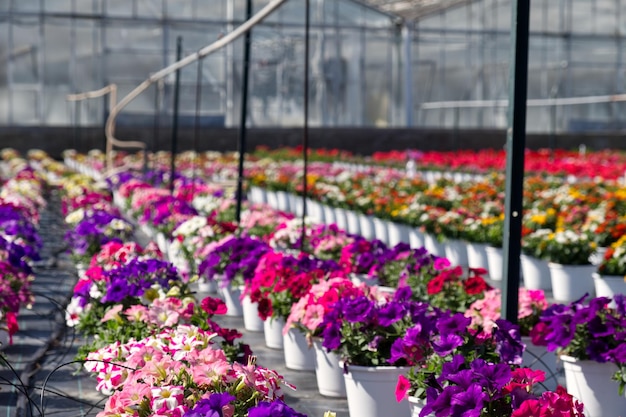 Une culture colorée de fleurs de pétunias dans une floriculture italienne