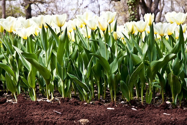 Culture de Darwin Hybrid Tulip Jaap Groot : bicolore jaune et blanc, groupe vivace