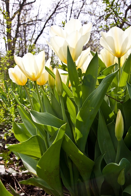 Culture de Darwin Hybrid Tulip Jaap Groot : bicolore jaune et blanc, groupe vivace