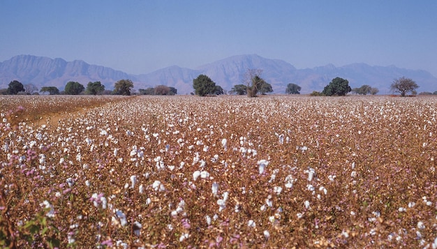 La culture du coton près de Tzaneen, une ville située dans la province du Limpopo en Afrique du Sud