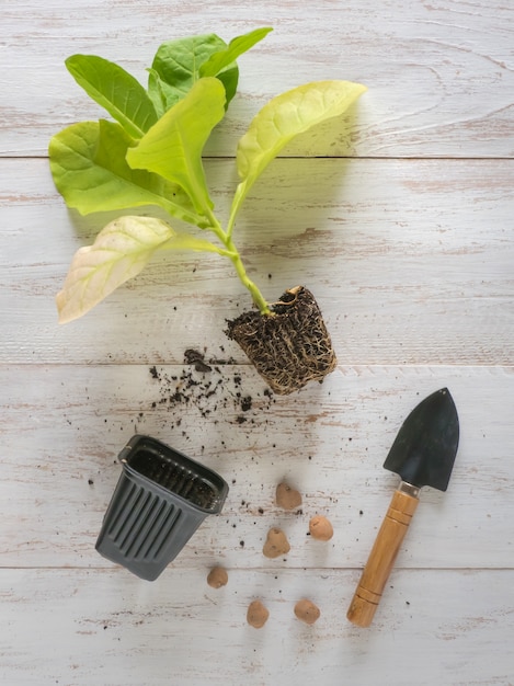 Culture du tabac, plants de tabac sur une table en bois.