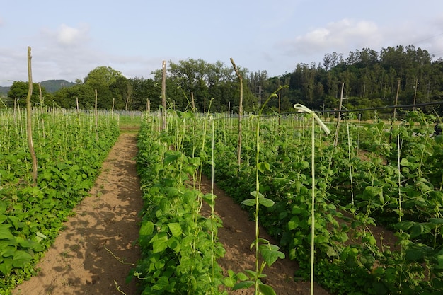 culture de haricots verts dans le jardin