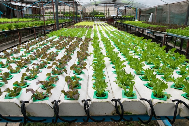 Culture hydroponique légumes verts à la ferme