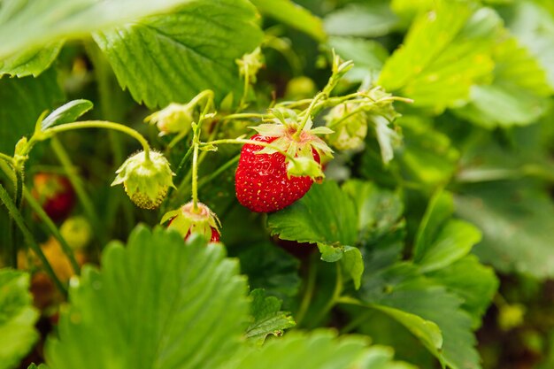 La culture industrielle de fraises plante bush avec fruits rouges mûrs fraise en lit de jardin d'été de plus en plus naturel de baies à la ferme