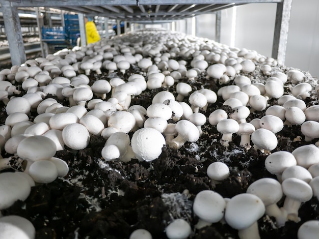 Culture industrielle moderne de champignons blancs en gros volumes