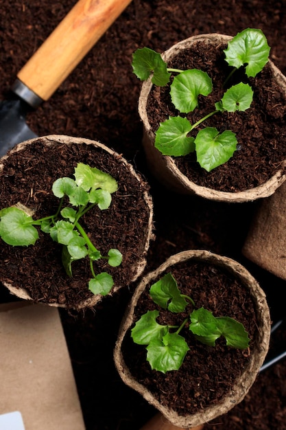 Culture de jeunes plants Semis en pots biodégradables Plantes vertes en pots de tourbe Semis de jeunes plants en petits pots Plateaux pour semis agricoles