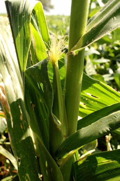 Culture de maïs dans les terres agricoles