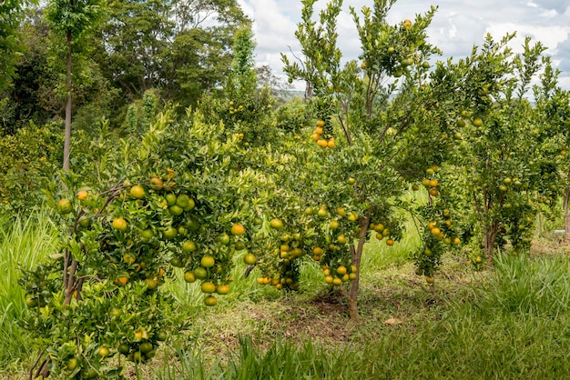 Culture de mandarines, fruits sur l'arbre prêts pour la récolte, système forestier biologique.