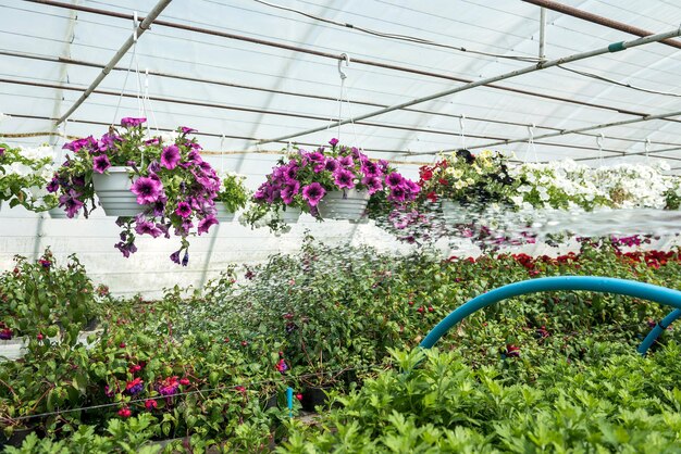 Culture de plantes à fleurs sur des étagères en serre à vendre sur le marché