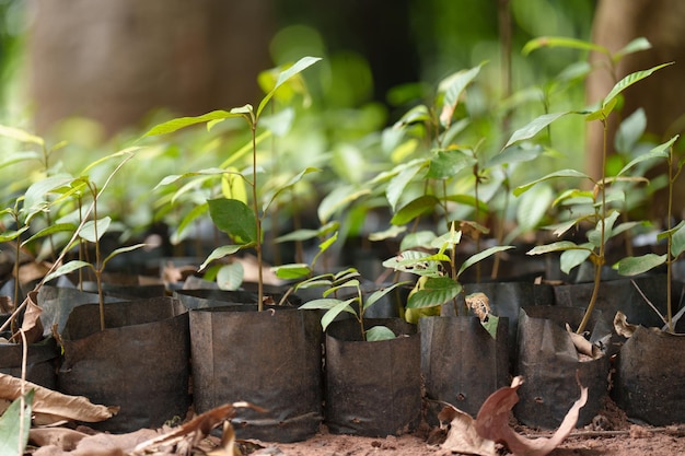 Culture de plantes en pots et culture de plantes