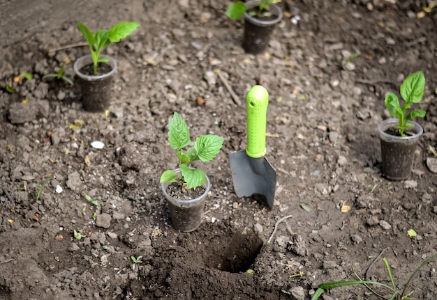 La culture des plants dans le jardin.