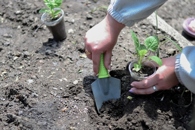 La culture des plants dans le jardin.