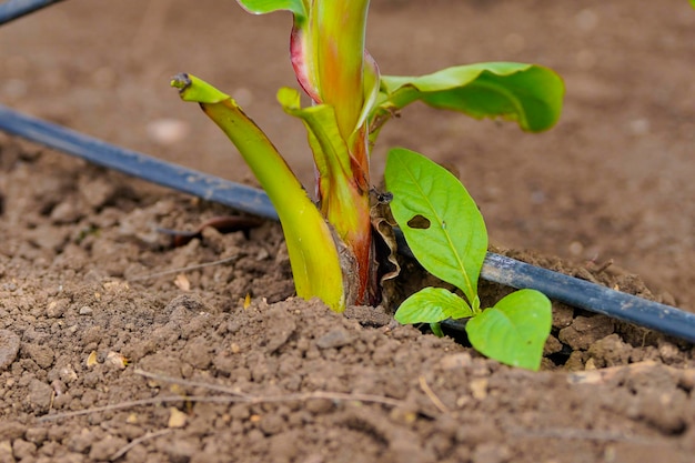 Culture de racines et de tissus de banane dans un champ agricole.