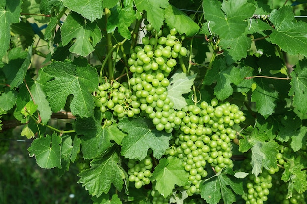 Culture de raisins verts en Italie dans la région des Langhe. Grappes de raisins verts vin closeup. Bonne récolte de vin pour faire du vin.