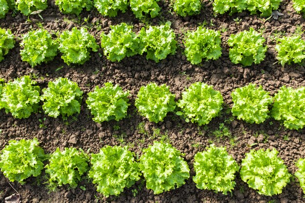 Culture de salade bio dans les serres