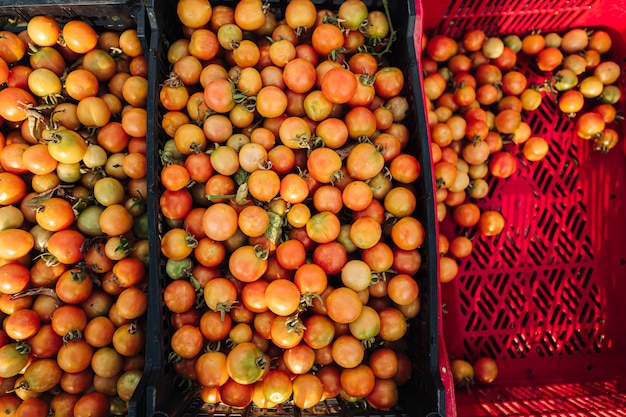 Culture de tomates cerises dans les Pouilles, dans le sud de l'Italie