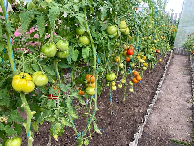 culture de tomates dans une serre