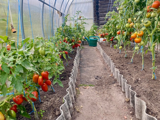 culture de tomates dans une serre