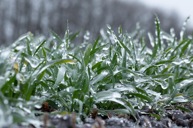 Les cultures de blé d'hiver sont recouvertes de glace. macro