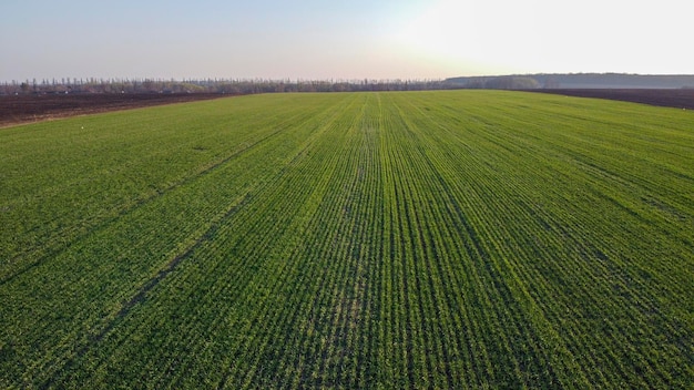 Cultures de blé sur le terrain près de la colonie