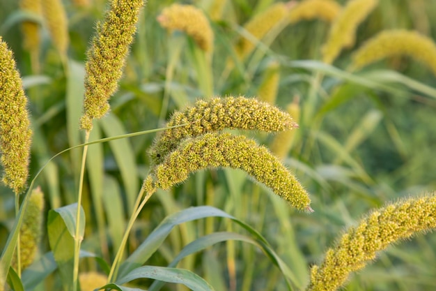 Cultures brutes de millet mûr dans le champ