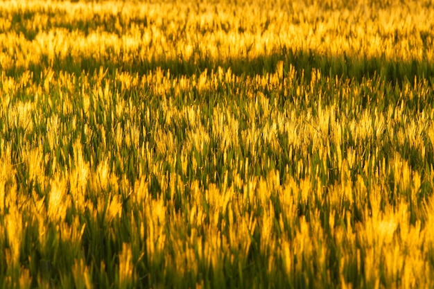 Photo les cultures cultivées sur le champ