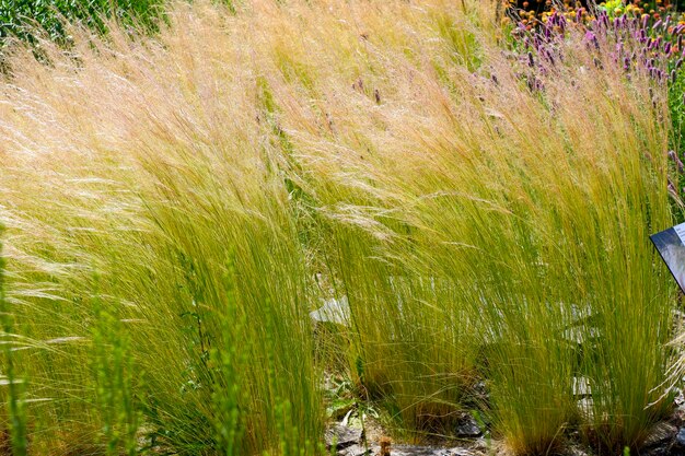 Photo les cultures cultivées sur le champ