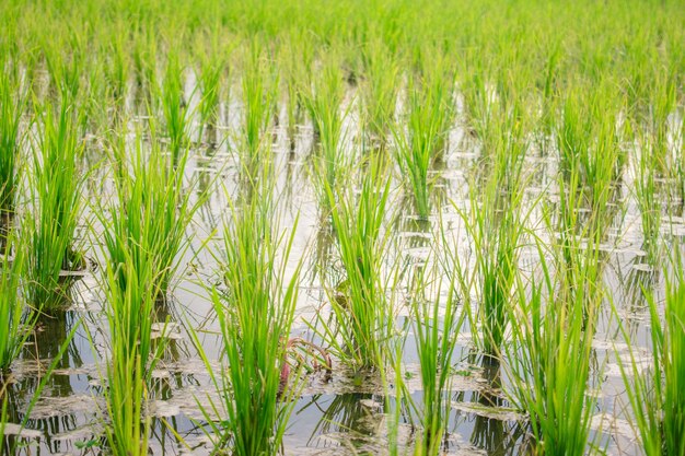 Les cultures cultivées sur le champ