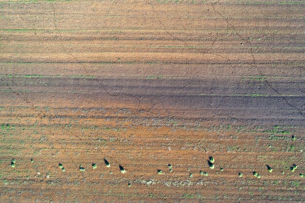 Cultures endommagées dans le domaine. en raison de mauvaises conditions de race, d'un sol pauvre ou d'une maladie. Les cultures agricoles malades.