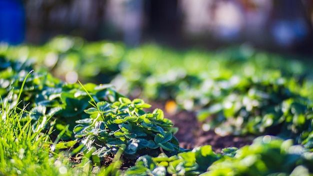 Les cultures de fraises plantées dans le sol mûrissent sous le soleil Les terres cultivées se bouchent avec des pousses de plantes agricoles poussant dans la rangée de lits