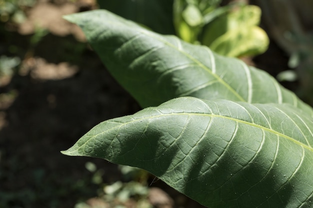 Cultures de grandes feuilles de tabac s'élevant dans le domaine de plantation de tabac