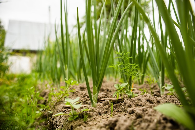 Les cultures d'oignons plantées dans le sol mûrissent sous le soleil Terres cultivées en gros plan avec germe Plante agricole poussant dans la rangée de lit Culture alimentaire naturelle verte