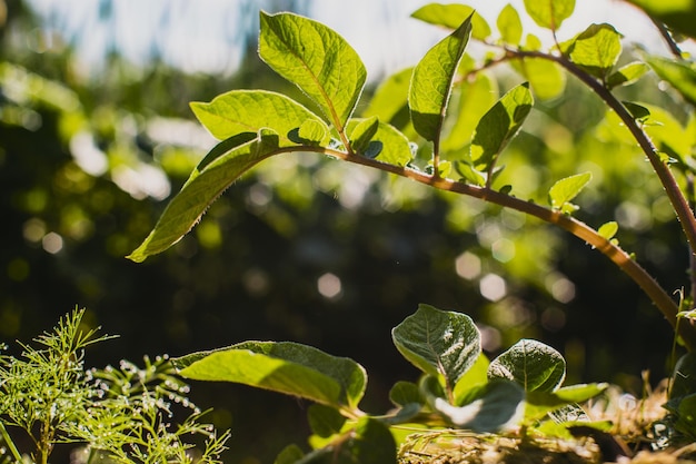 Les cultures plantées dans le sol mûrissent sous le soleil Les terres cultivées se bouchent avec la germination Plante agricole poussant dans la rangée de lit Culture vivrière naturelle verte