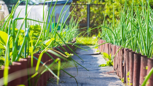 Les cultures plantées dans le sol mûrissent sous le soleil Les terres cultivées se bouchent avec la germination Plante agricole poussant dans la rangée de lits Aliments naturels verts