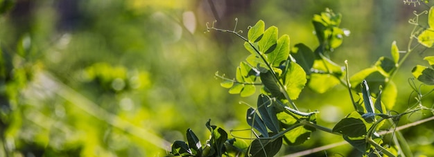 Les cultures de pois plantées dans le sol mûrissent sous le soleil Les terres cultivées se bouchent avec la germination Plante agricole poussant dans la rangée de lit Culture vivrière naturelle verte